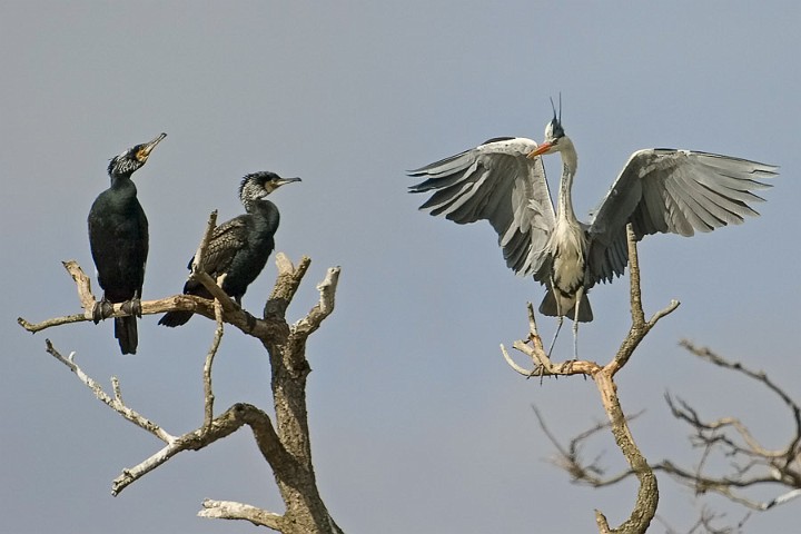 Graureiher Ardea cinerea